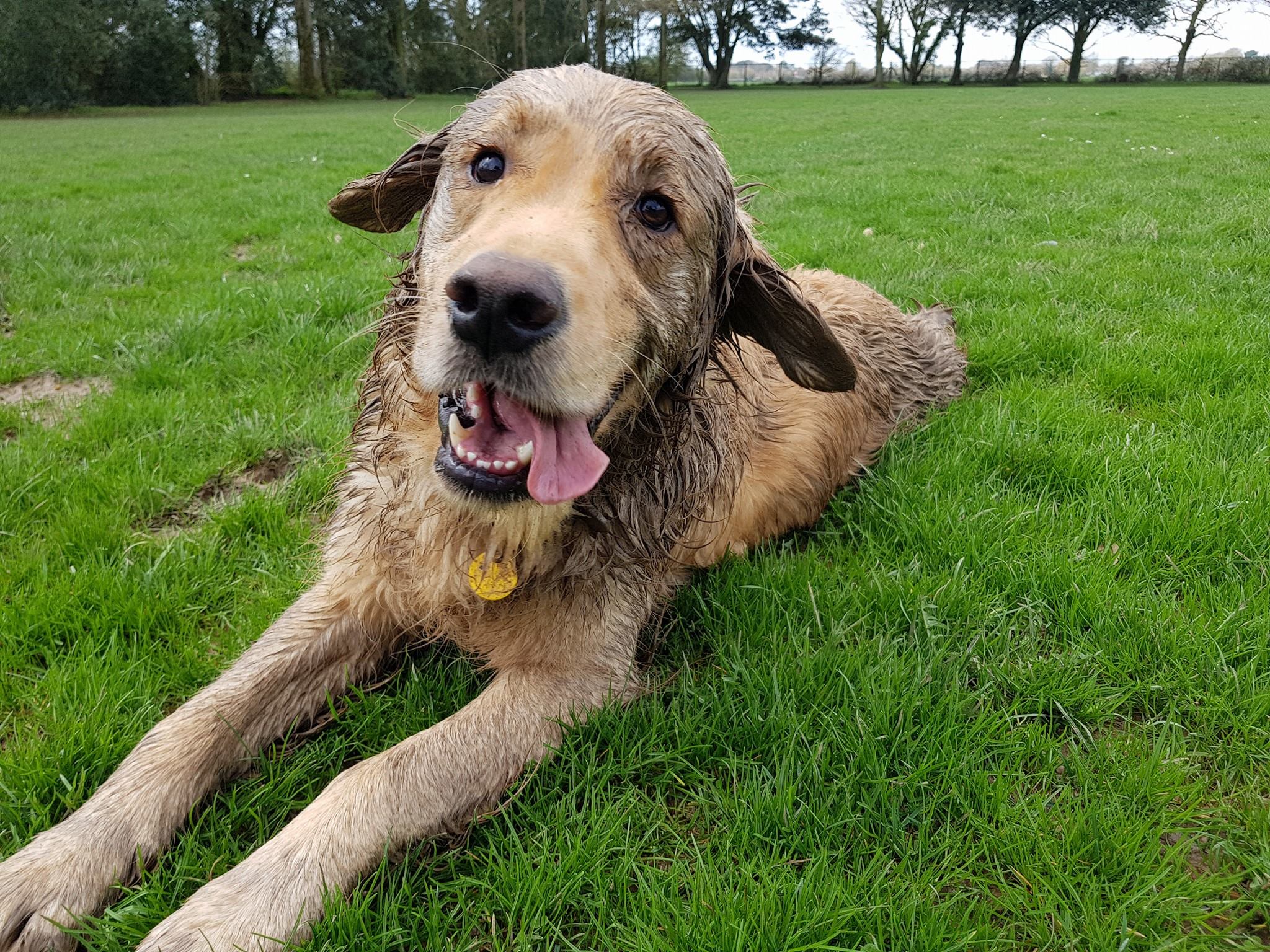 A muddy dog having lots of fun