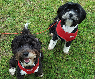 two Tibetan Terriers looking up at their professional dog walker.