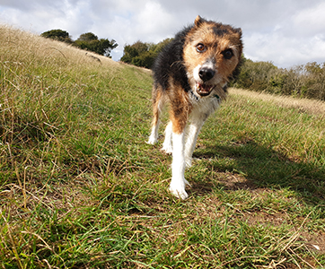 A Collie mix enjoying a dog walk.