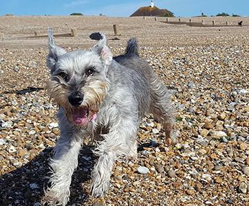 A mini Shnauzer running on the beach.