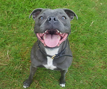 A smiling blue Staffie.